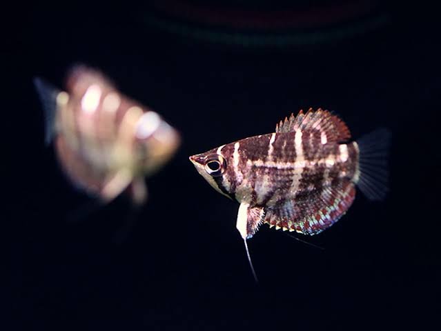Sphaerichthys Selatanensis/Crossband Chocolate Gourami
