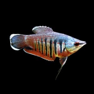 Vaillanti Gourami