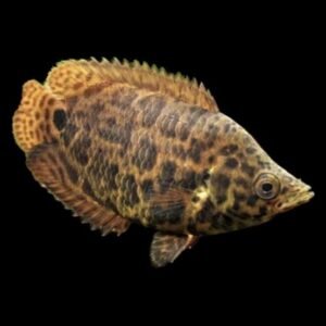 Ctenopoma Acutirostre