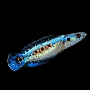 Channa Pleurophthalma/Ocellated Snakehead