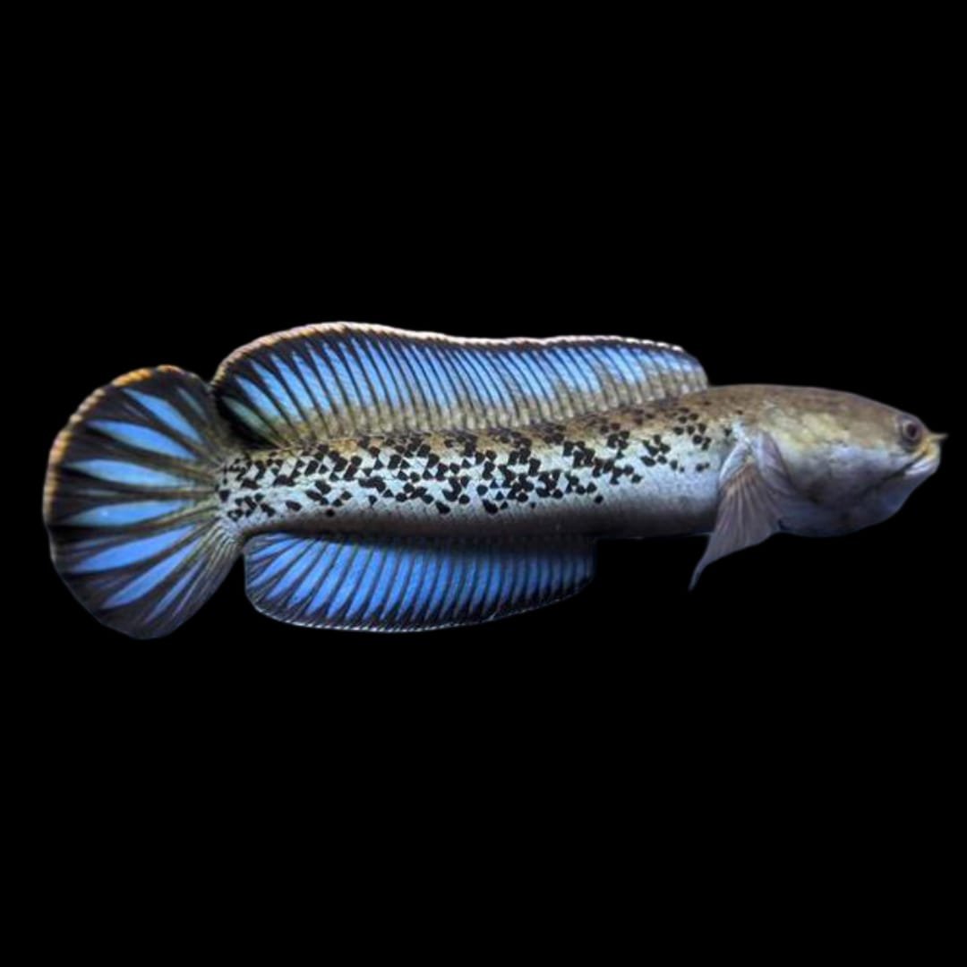 Channa Stewarti
