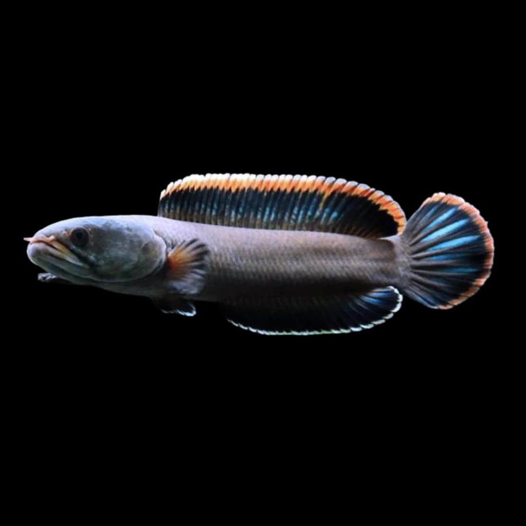 Channa Limbata