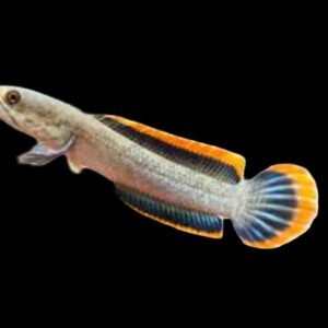 Channa Limbata Orange