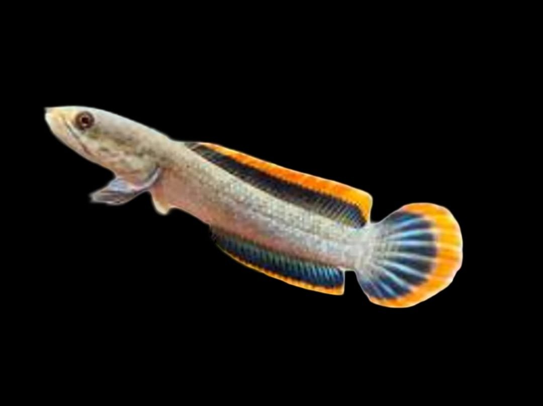 Channa Limbata Orange