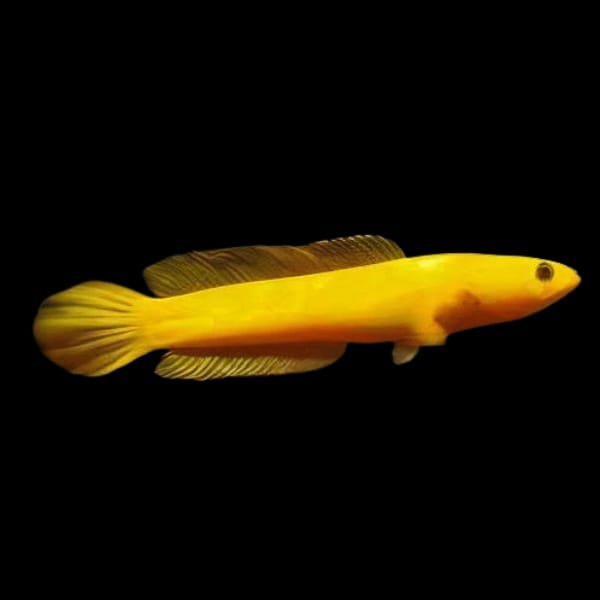 Channa Limbata Golden