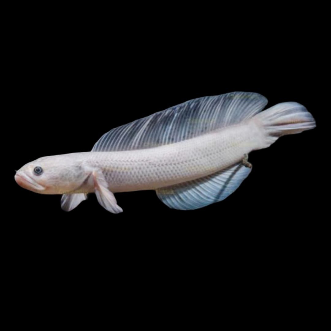 Channa Asiatica Leucistic