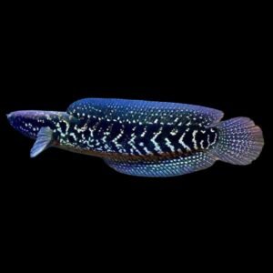 Channa Asiatica Fullspot