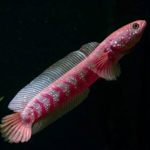 Channa Asiatica Redspot