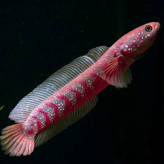 Channa Asiatica Redspot
