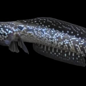 Channa Asiatica Whitespot