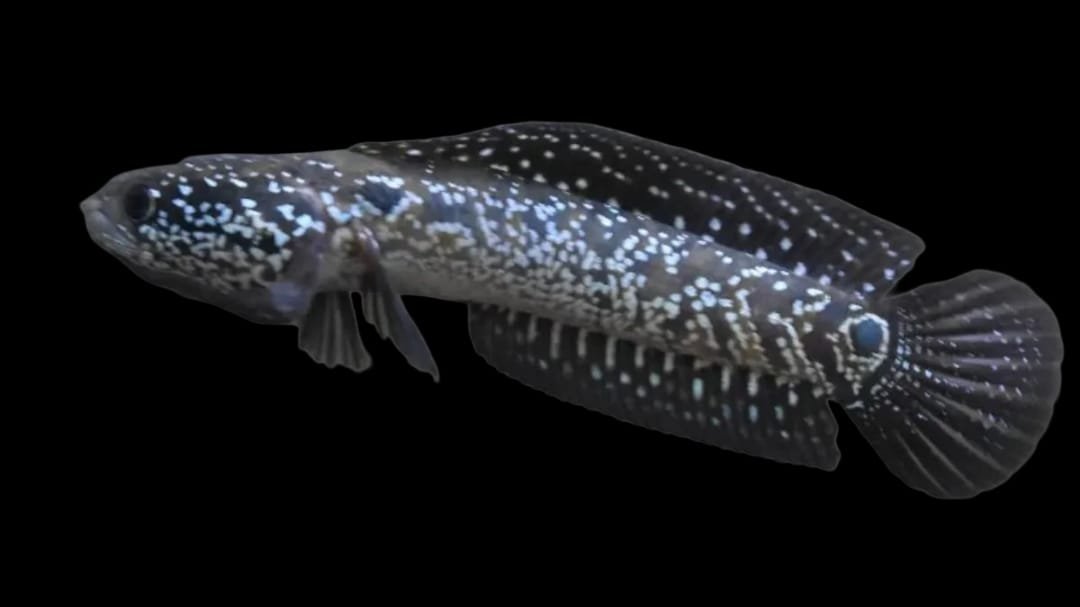 Channa Asiatica Whitespot