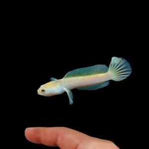 Channa Pulchra Golden