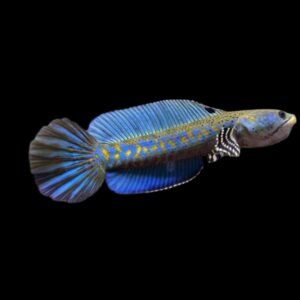 Channa Pulchra Blue