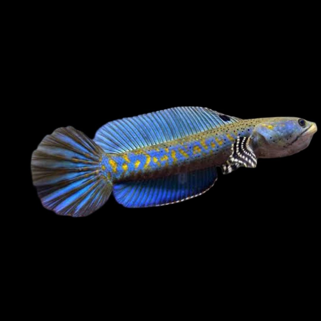 Channa Pulchra Blue