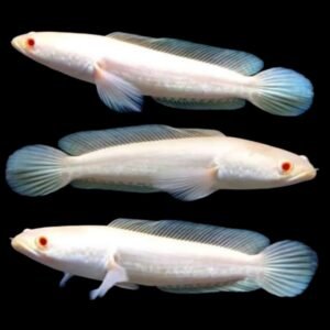 Channa Striata Albino