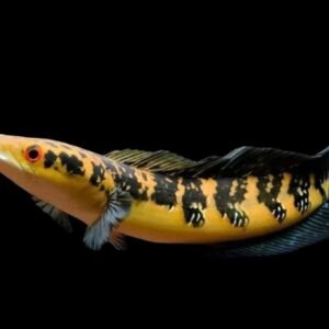 Channa Yellow Sentarum