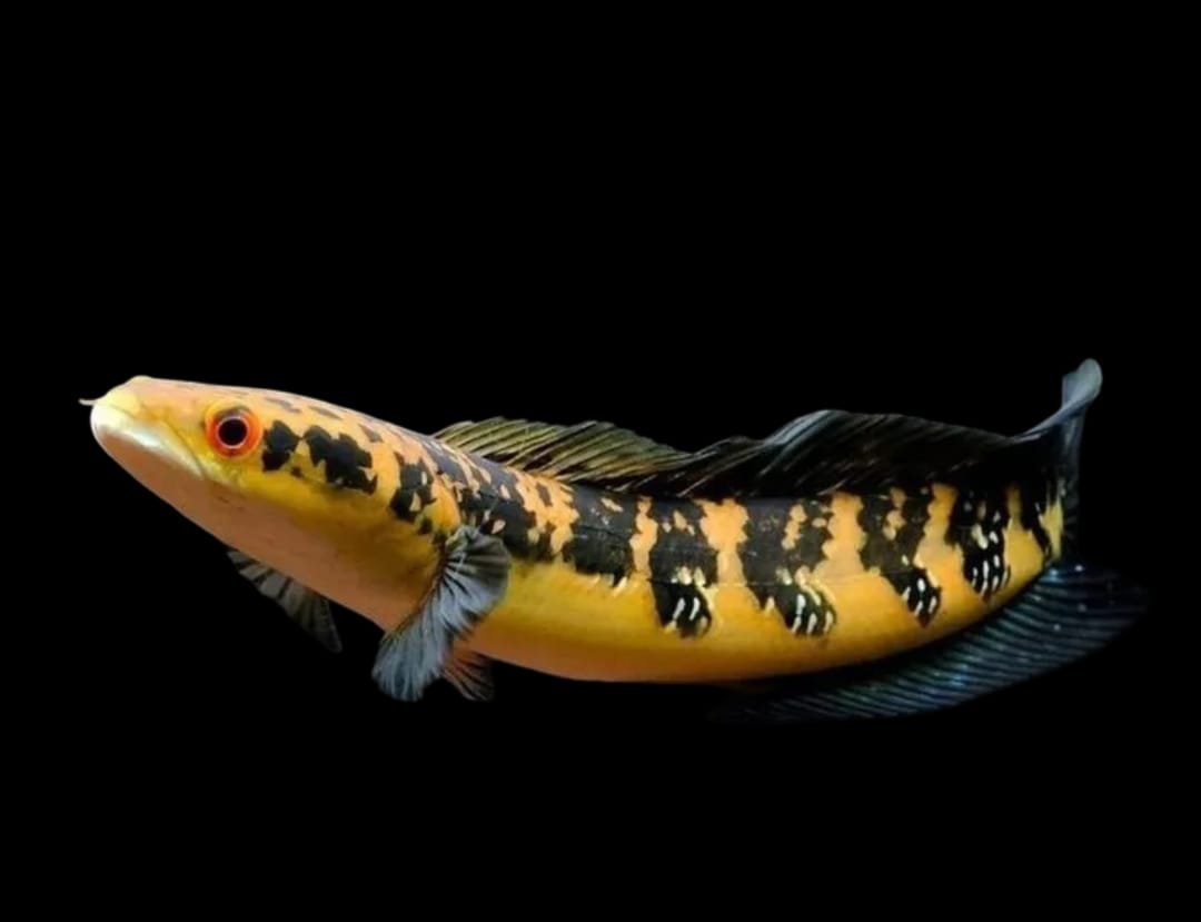Channa Yellow Sentarum