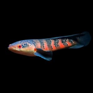 Channa Red Sentarum