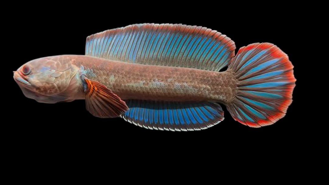 Channa Blue Bengal