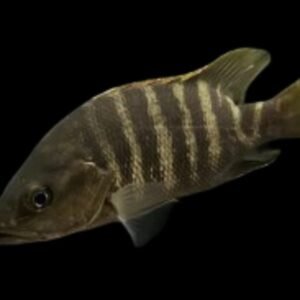 Lutjanus Goldiei/New Guinea Black Snapper