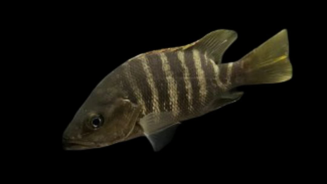 Lutjanus Goldiei/New Guinea Black Snapper