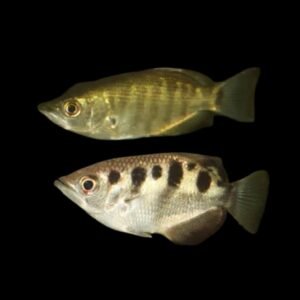 Toxotes lorentzi/Primitive Archerfish