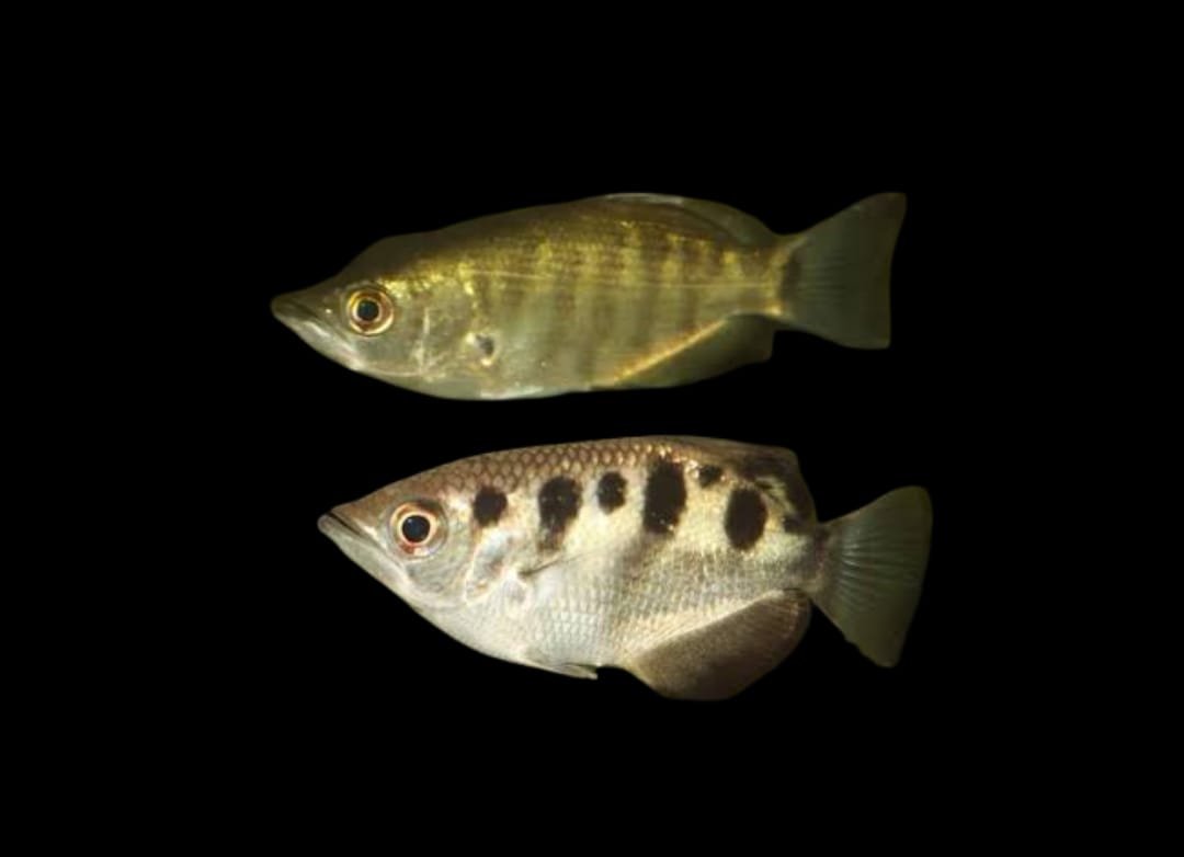 Toxotes lorentzi/Primitive Archerfish