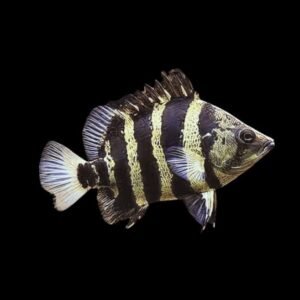 Datnioides Campbelli/New Guinea Tiger Perch
