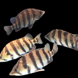Datnioides Polota/Silver Tiger Datnoid