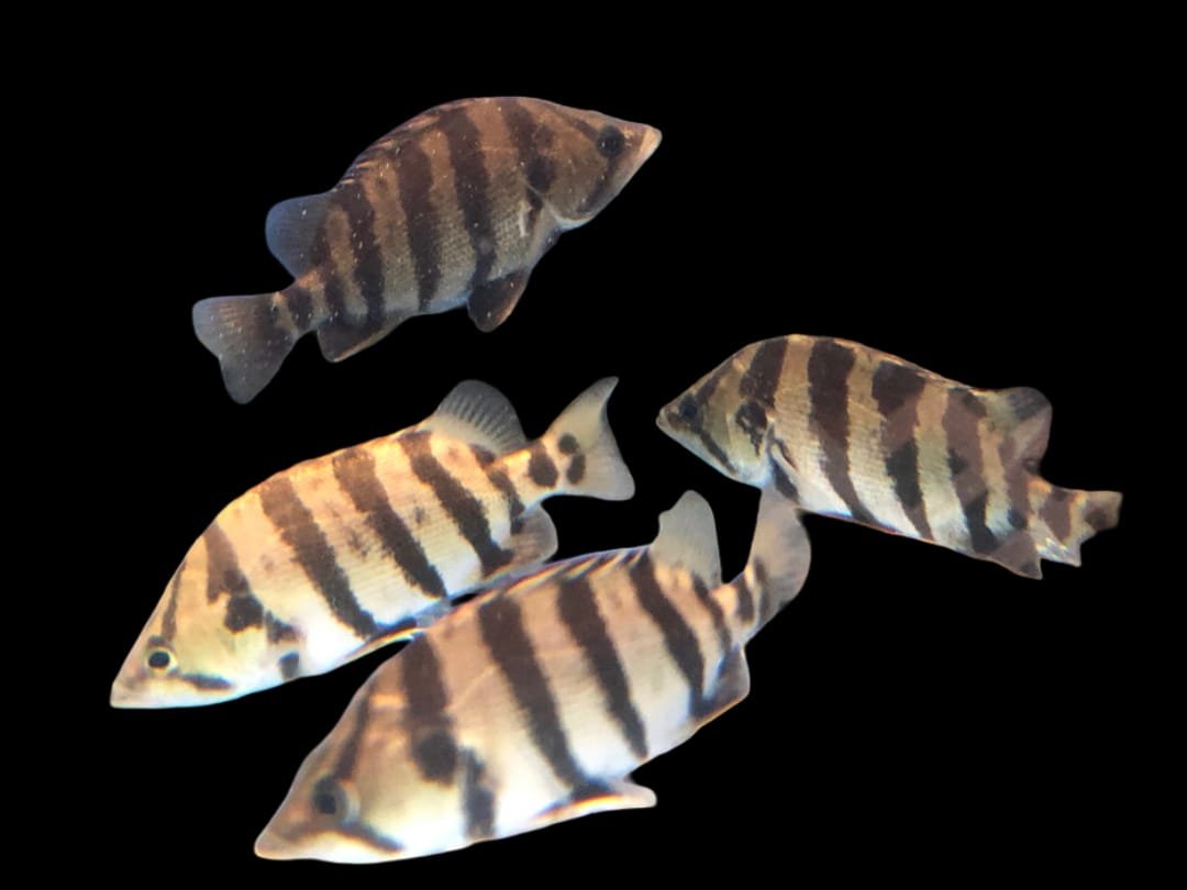 Datnioides Polota/Silver Tiger Datnoid