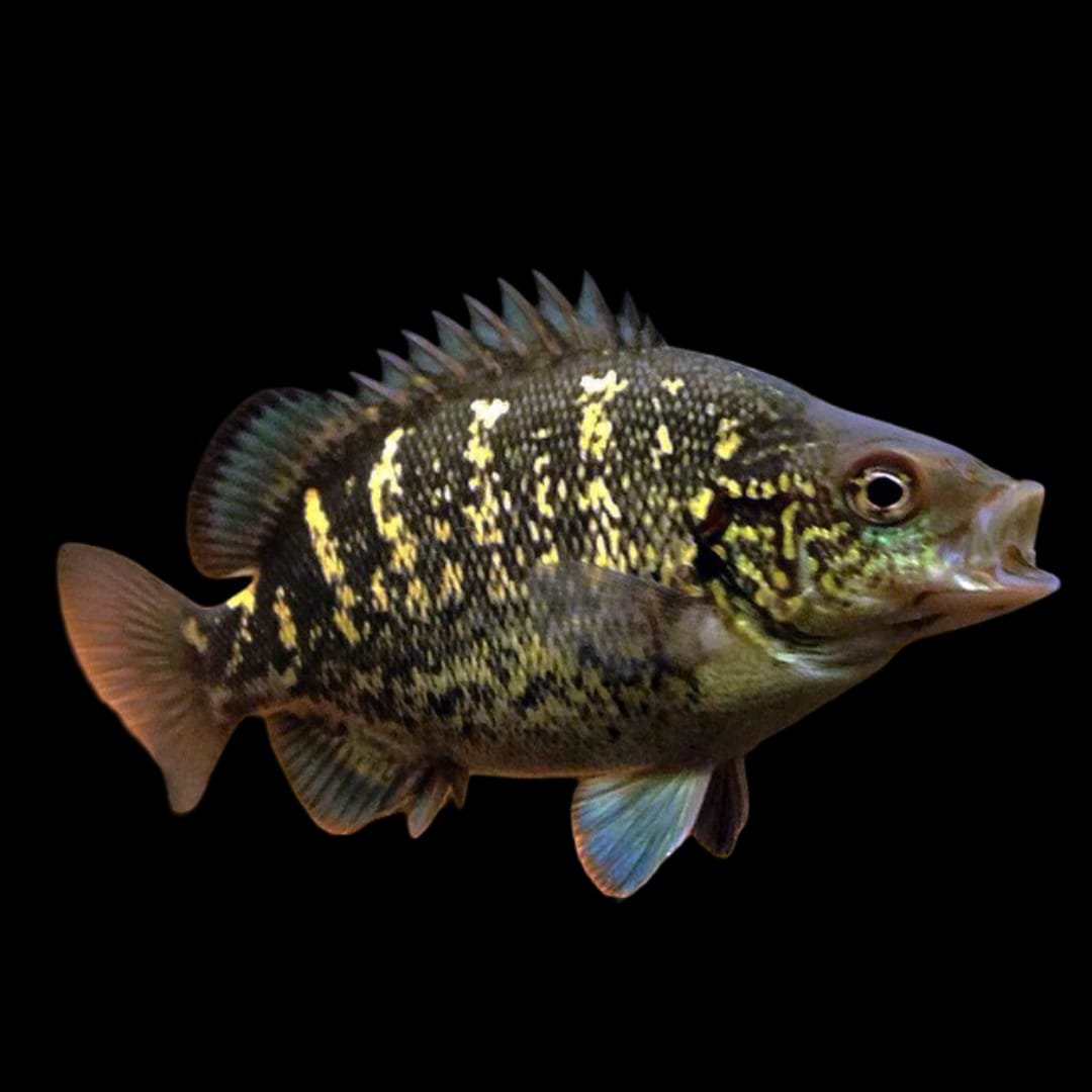 Hephaestus sp/Papua Grunter