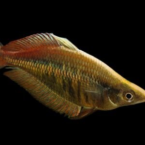 Glossolepis Multisquamata/Multisquamata Rainbowfish