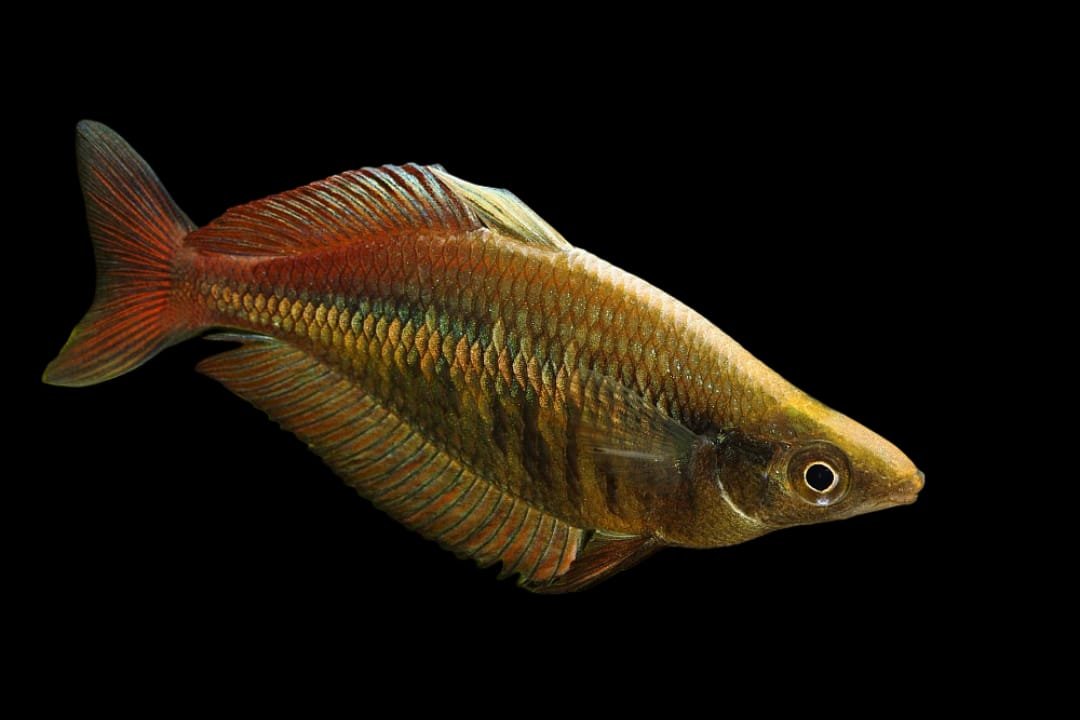 Glossolepis Multisquamata/Multisquamata Rainbowfish