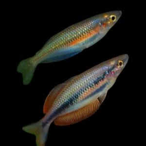 Melanotaenia Meyado village-Meyado Village Rainbowfish