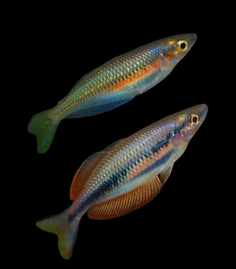 Melanotaenia Meyado village-Meyado Village Rainbowfish
