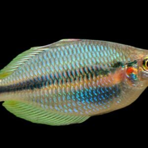 Chilatherina Fasciata Membramo-Mamberamo Fasciata Rainbowfish