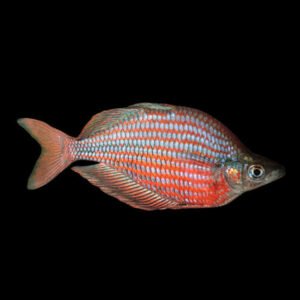 Melanotaenia Goldiei Gekai-Dekai Goldie