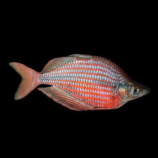 Melanotaenia Goldiei Gekai-Dekai Goldie