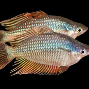 Melanotaenia Rubrostriata Kavor-Kavor Rubrostriata