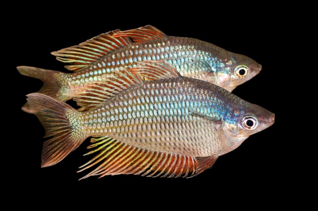 Melanotaenia Rubrostriata Kavor-Kavor Rubrostriata