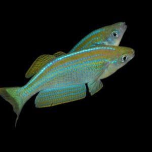 Lamprichthys Tanganicanus/Tanganyika Killifish