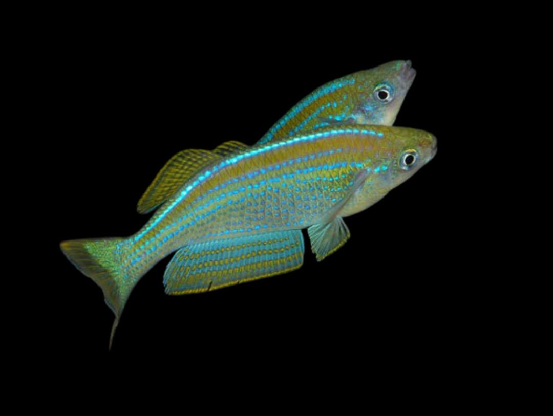 Lamprichthys Tanganicanus/Tanganyika Killifish