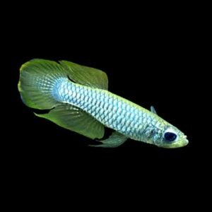 Poropanchax Normani var/Albino Norman's Lampeye