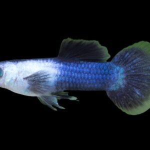 Poecilia Reticulata var/Panda Guppy