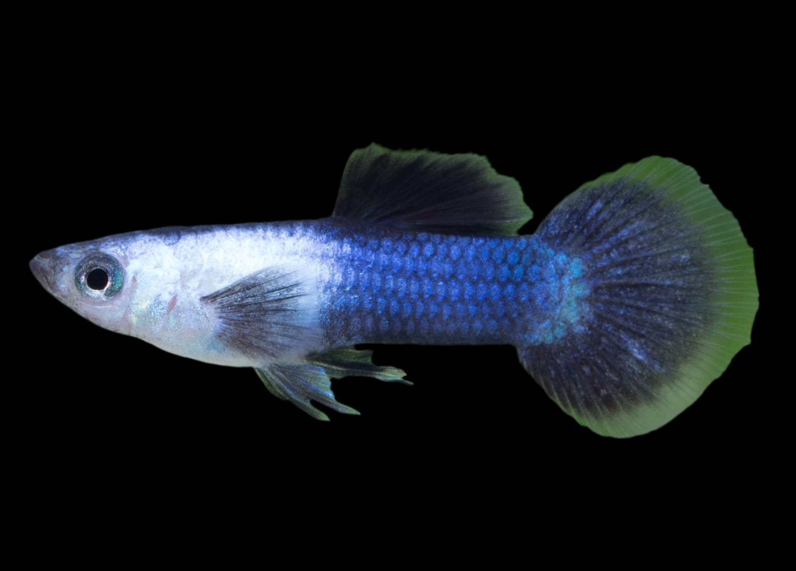 Poecilia Reticulata var/Panda Guppy