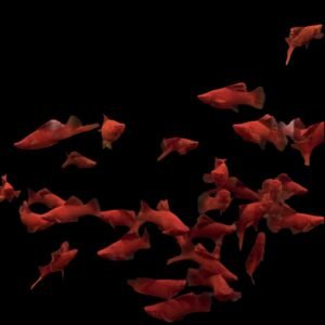 Xiphophorus Hellerii-Bloodred Caulis Saber Tail Pair