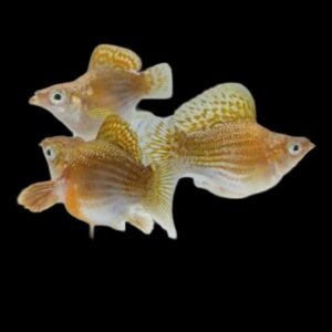 Xiphophorus Maculatus (Balloon Morph)/Golden Copper(Pair)