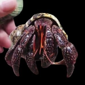 Coenobita Perlatus var. - T-Black Strawberry Hermit
