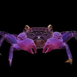 Malayopotamon Granulatum-Javan Purple Crab