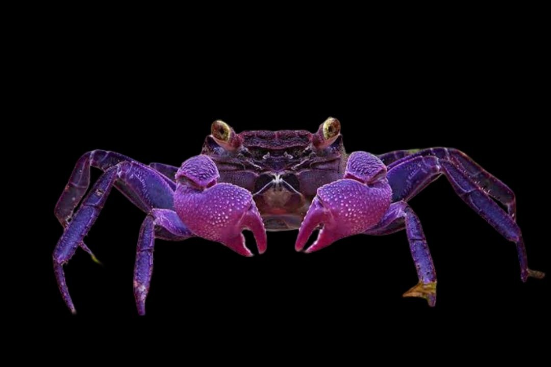 Malayopotamon Granulatum-Javan Purple Crab